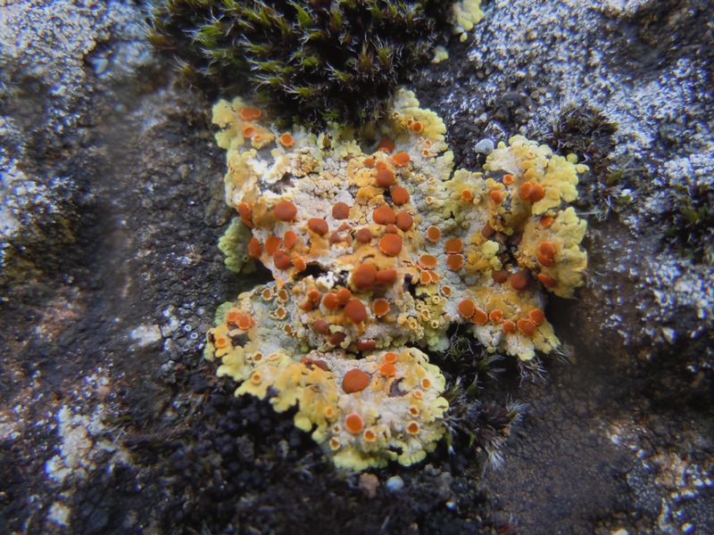 ..dai Tacchi dell''Ogliastra 2